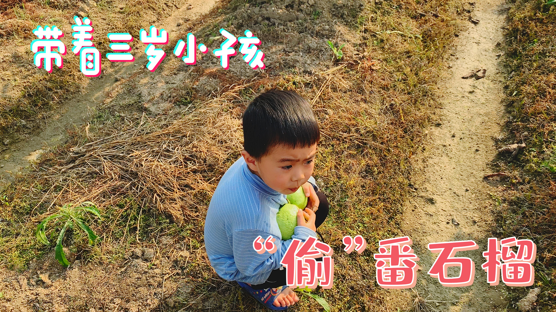 3岁的小孩能骗到吗?带着小屁孩到田里“偷”伯父家的番石榴